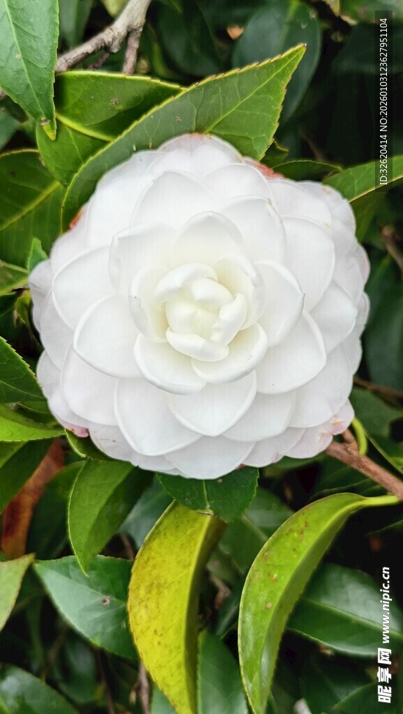洁白山茶花