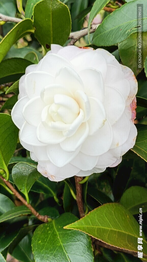 洁白山茶花