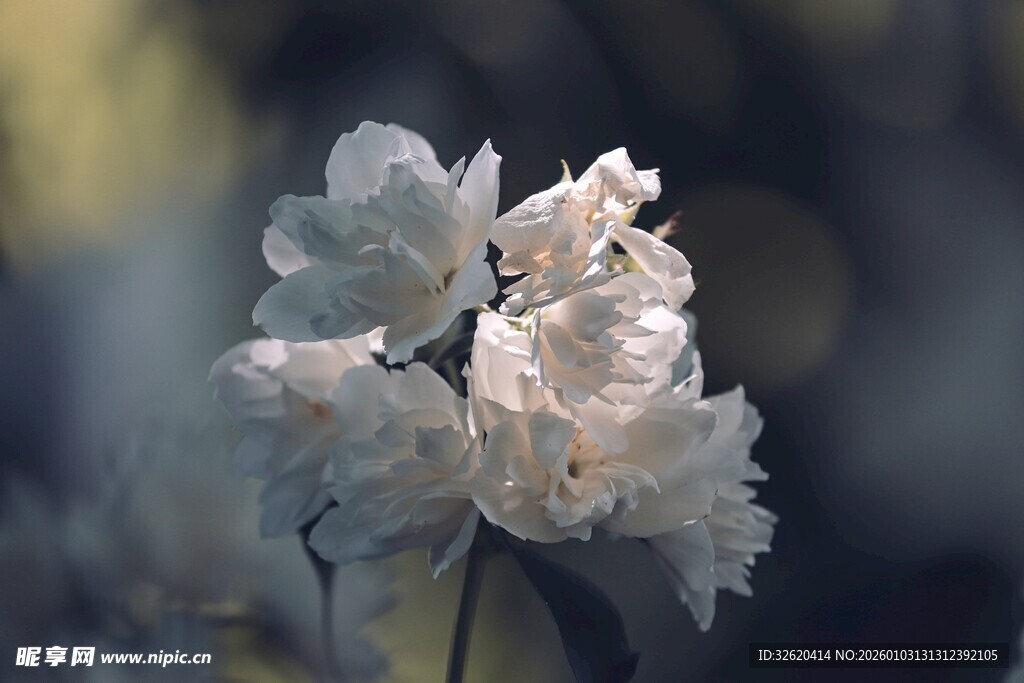 素雅白花