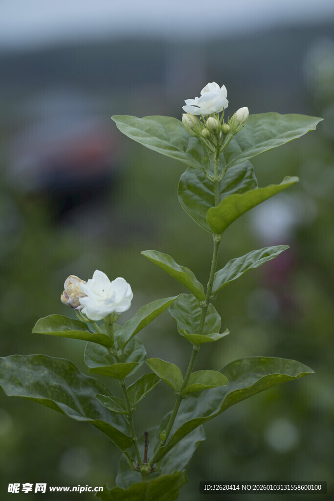 茉莉花