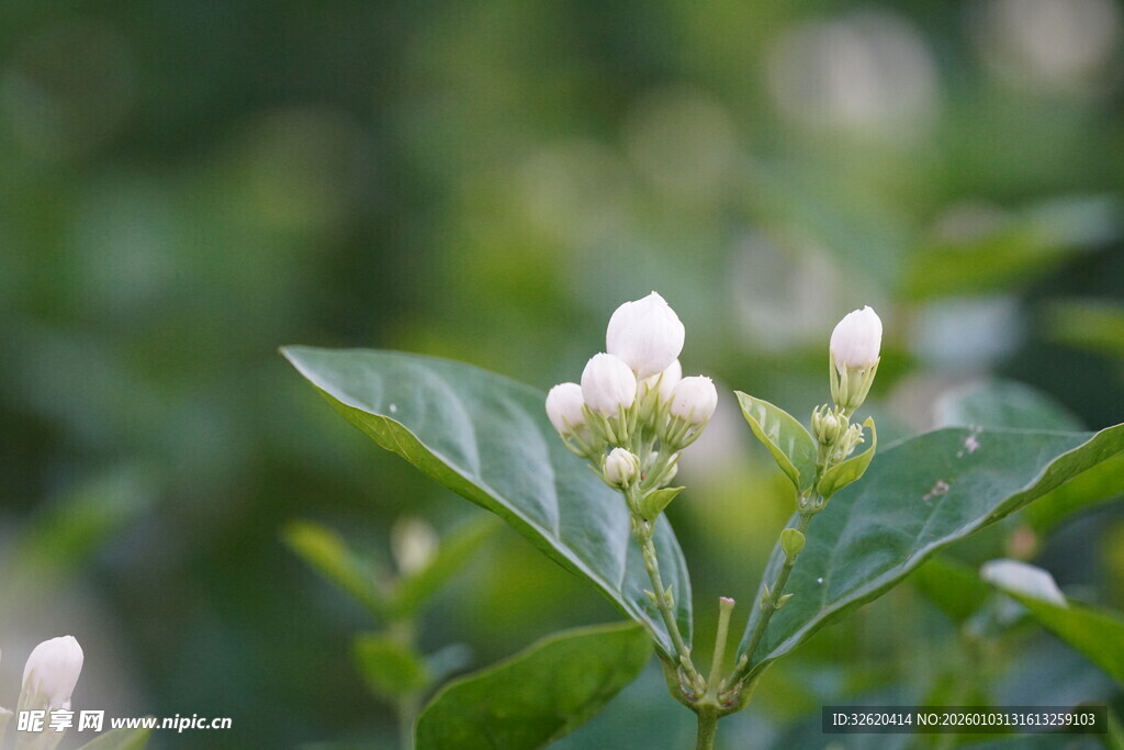 清新小白花