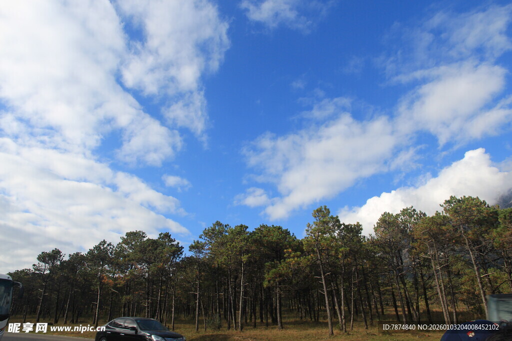 蓝天白云下的树林风景