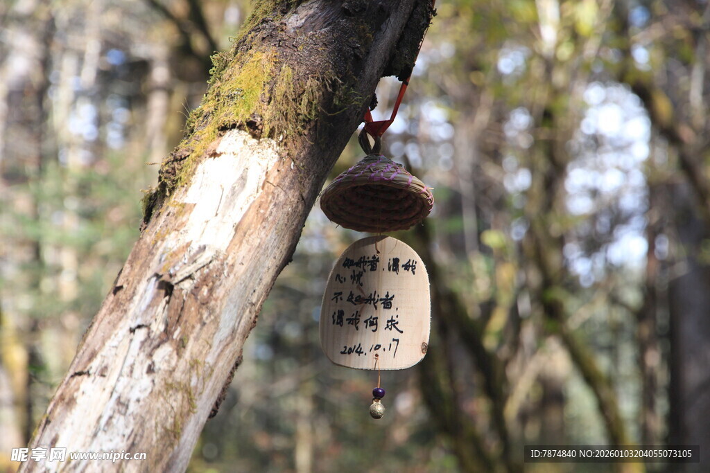 树干上悬挂的蜂巢状物体