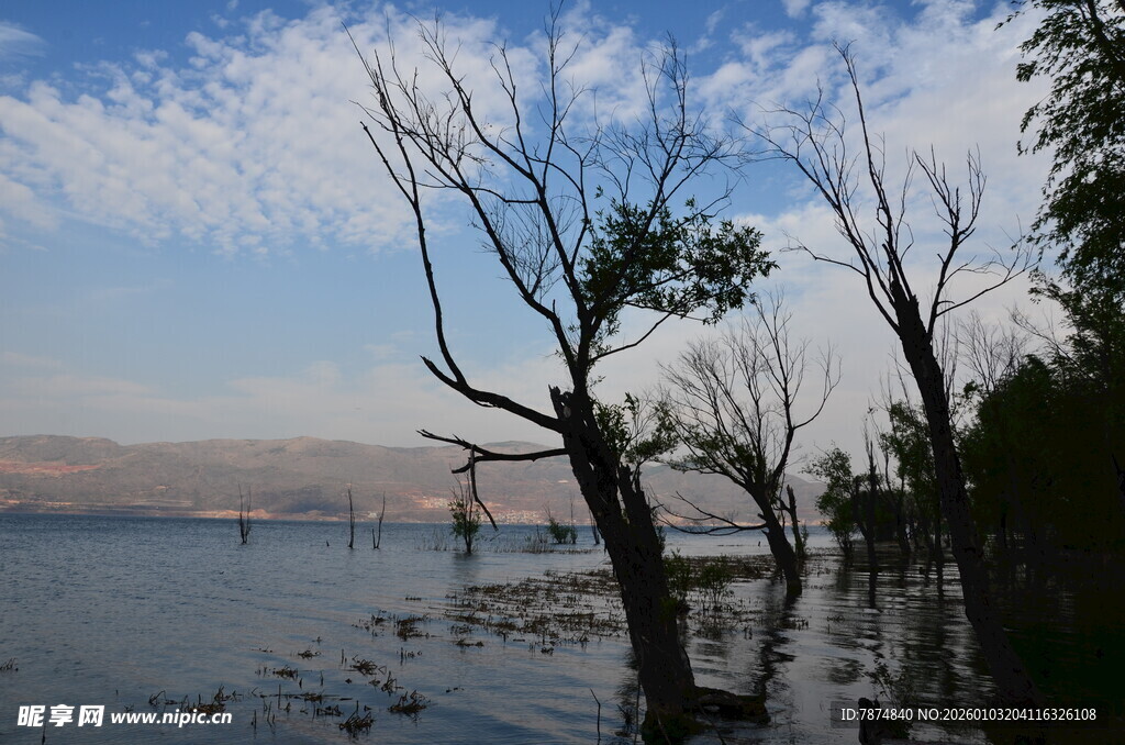 湖畔枯树与蓝天水景