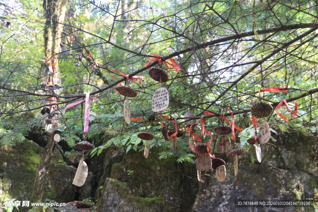 树上挂饰 自然中的多彩点缀