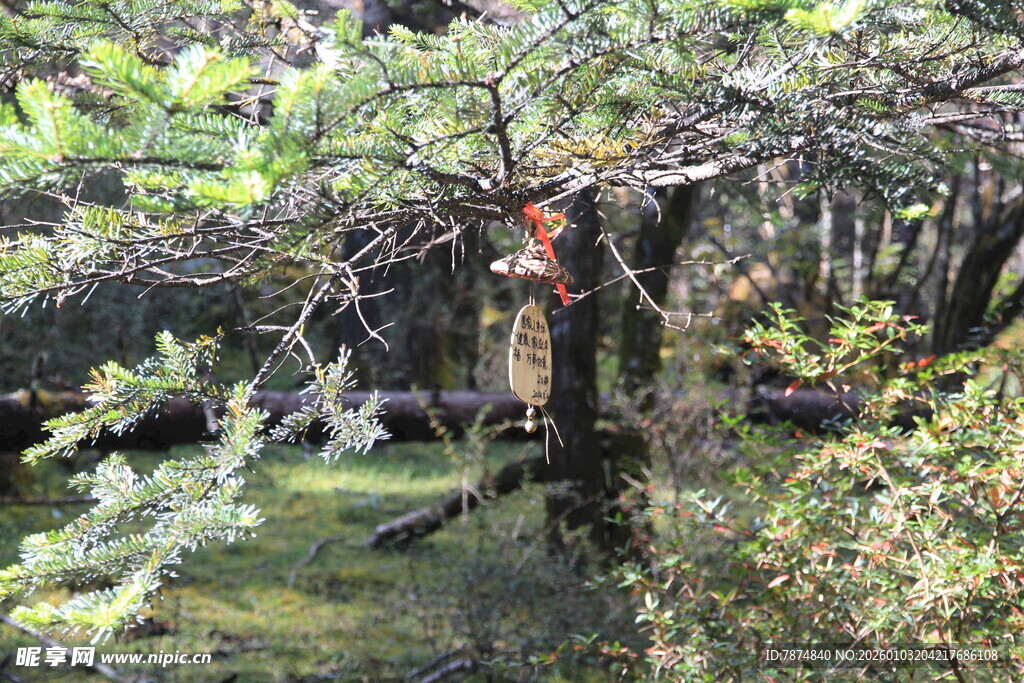 森林中的繁茂树木与草地
