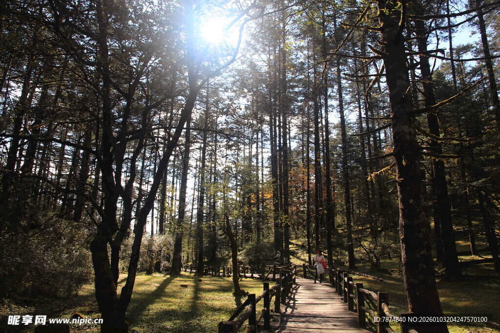 林间阳光小路 静谧自然景