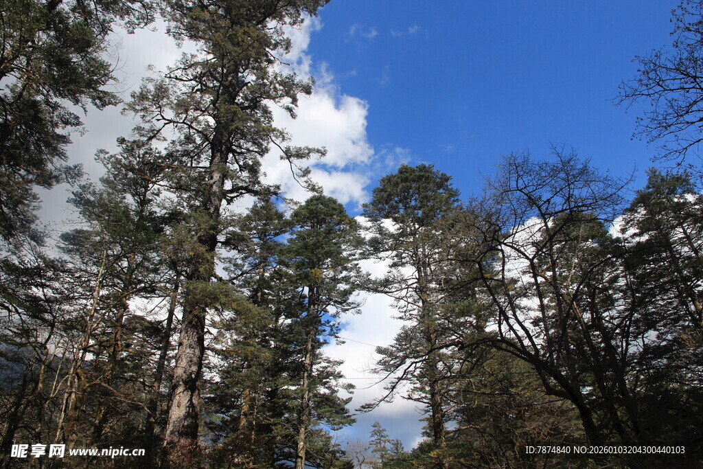 蓝天映衬下的茂密树林