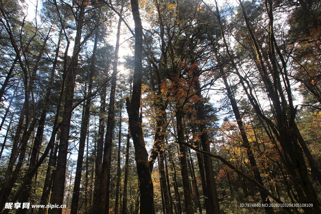 阳光洒落的茂密森林