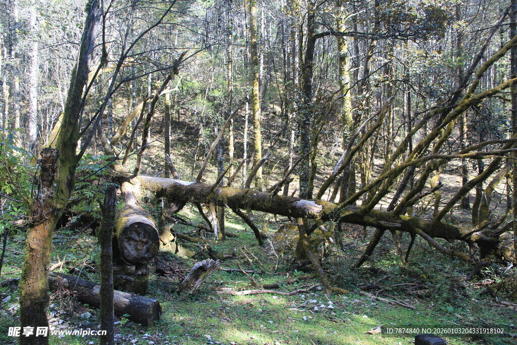 森林中倒伏的树木