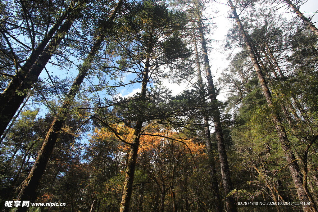 秋日森林中的高耸树木
