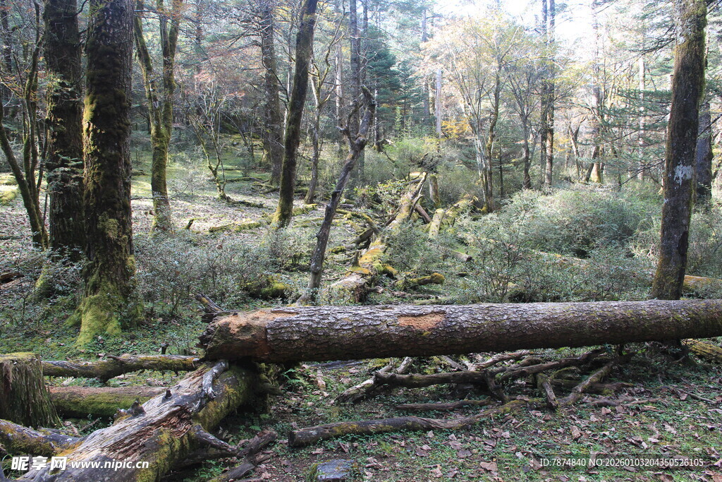 森林中倒下的树木与植被
