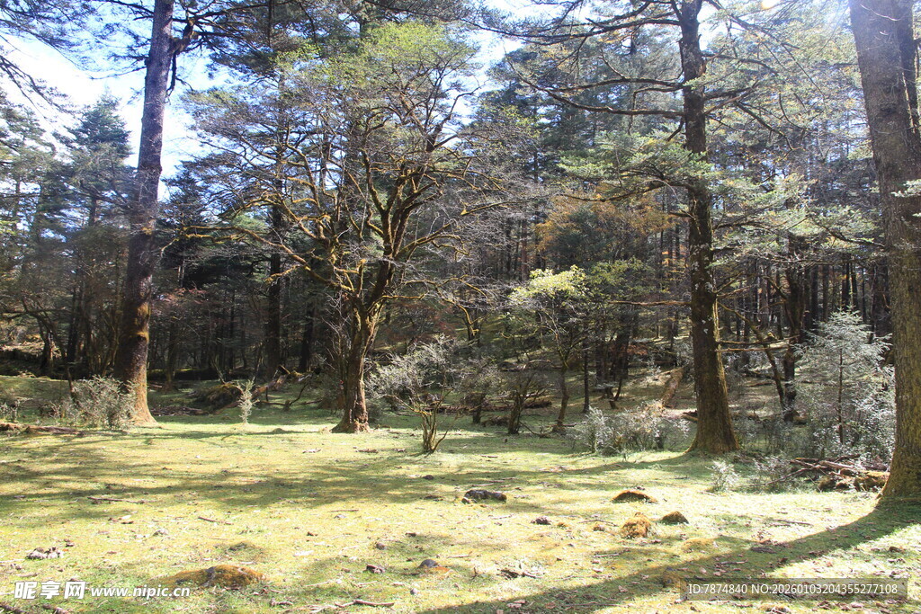 阳光洒落的静谧森林
