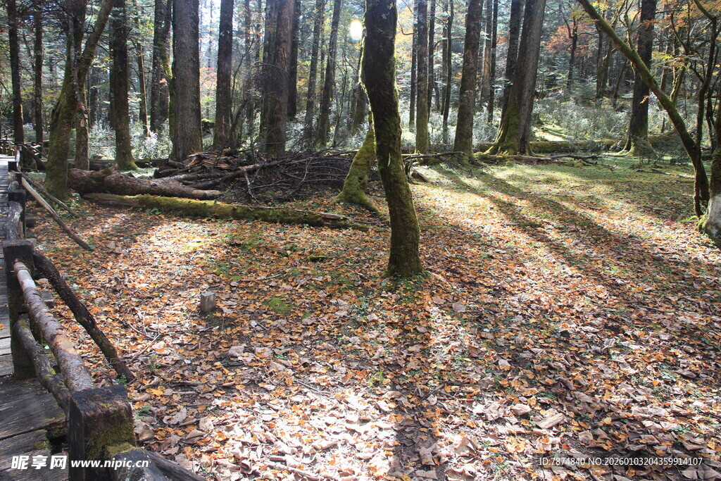 秋日林间小道美景