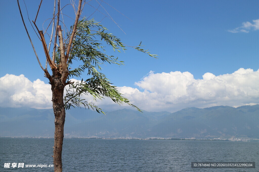 湖畔孤树伴蓝天与远山