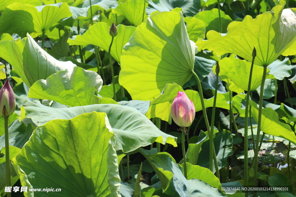 夏日荷塘中的荷花与荷叶