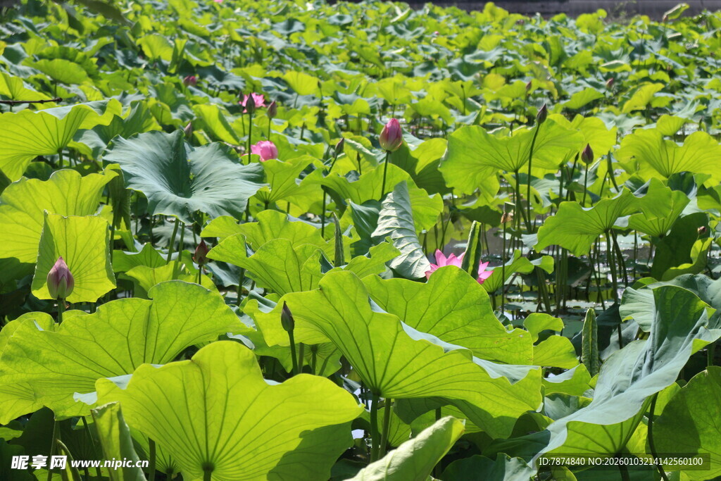 夏日荷塘绿意盎然