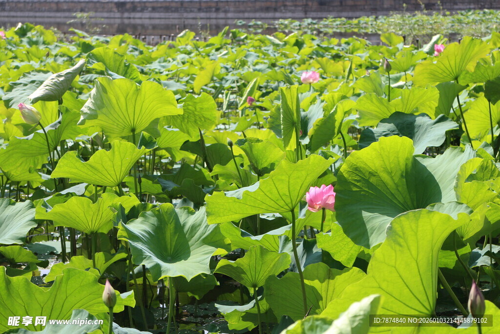 荷塘荷花绿意盎然