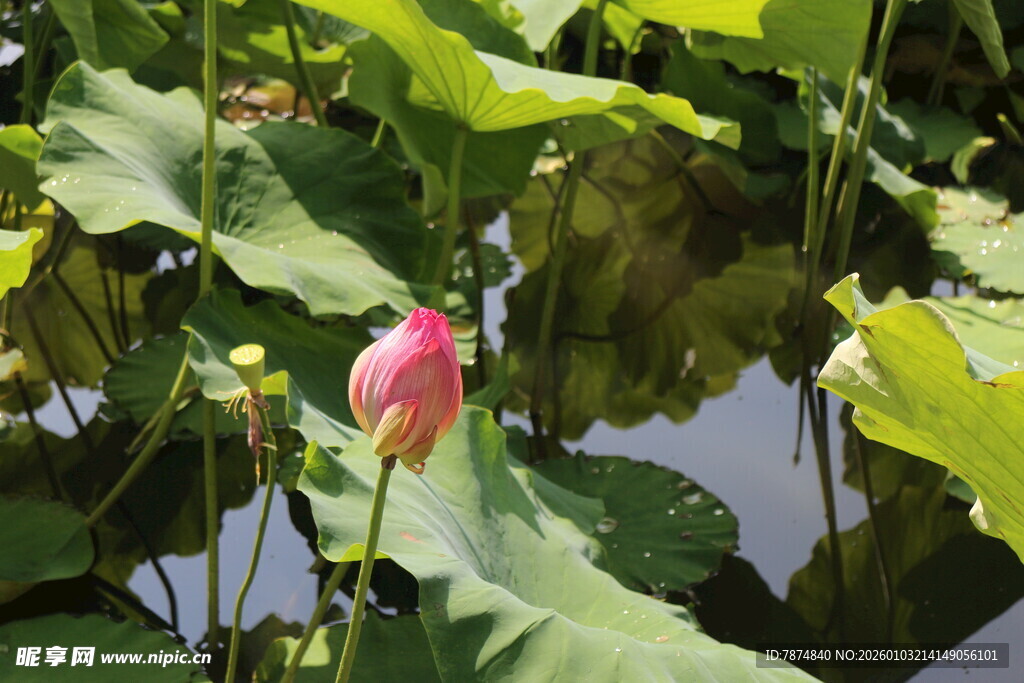 荷塘中娇艳待放的荷花
