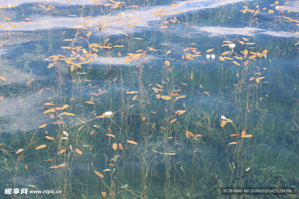 水面漂浮的金黄落叶