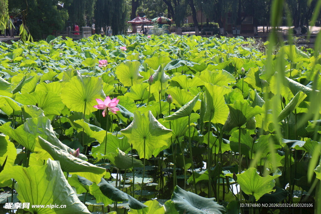 夏日荷塘绿意中的娇艳荷花