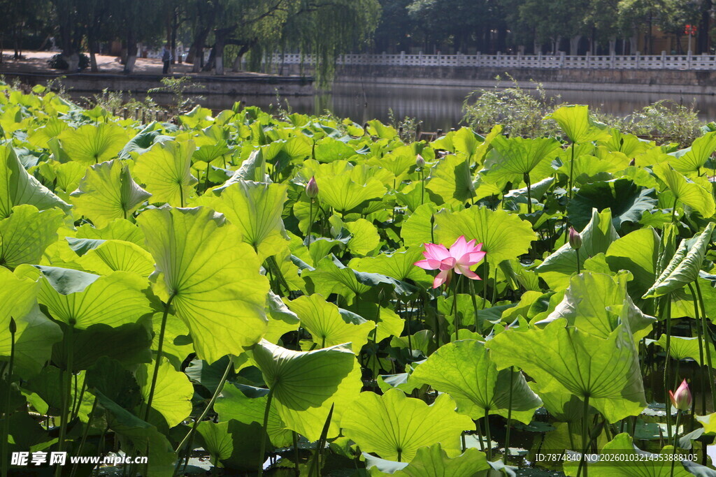 荷塘中绽放的娇艳荷花