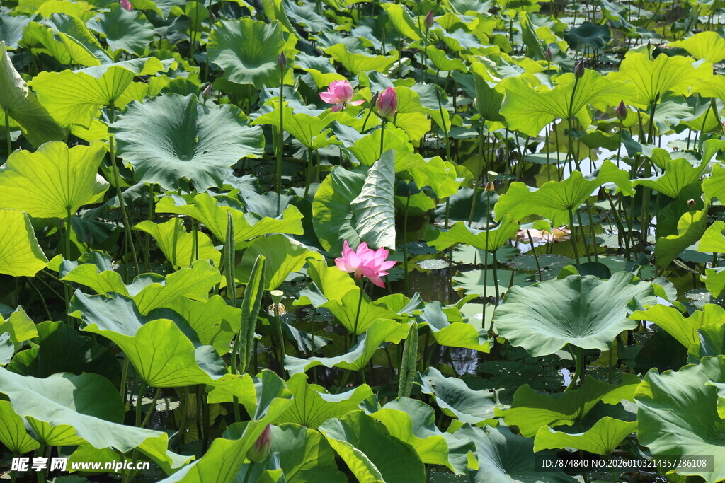 夏日荷塘绽放的娇艳荷花