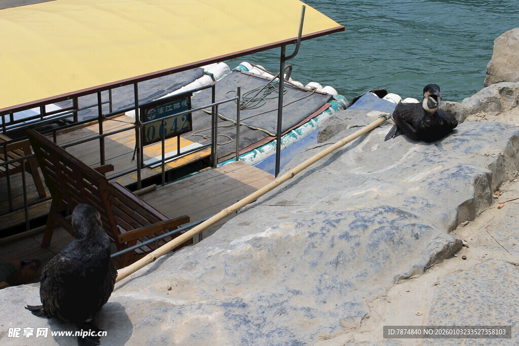 海边石阶上的几只企鹅