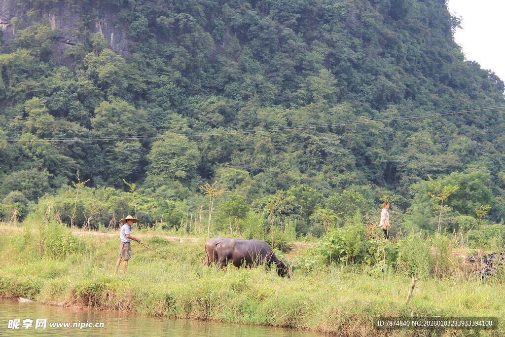山间草地牛群悠然景象