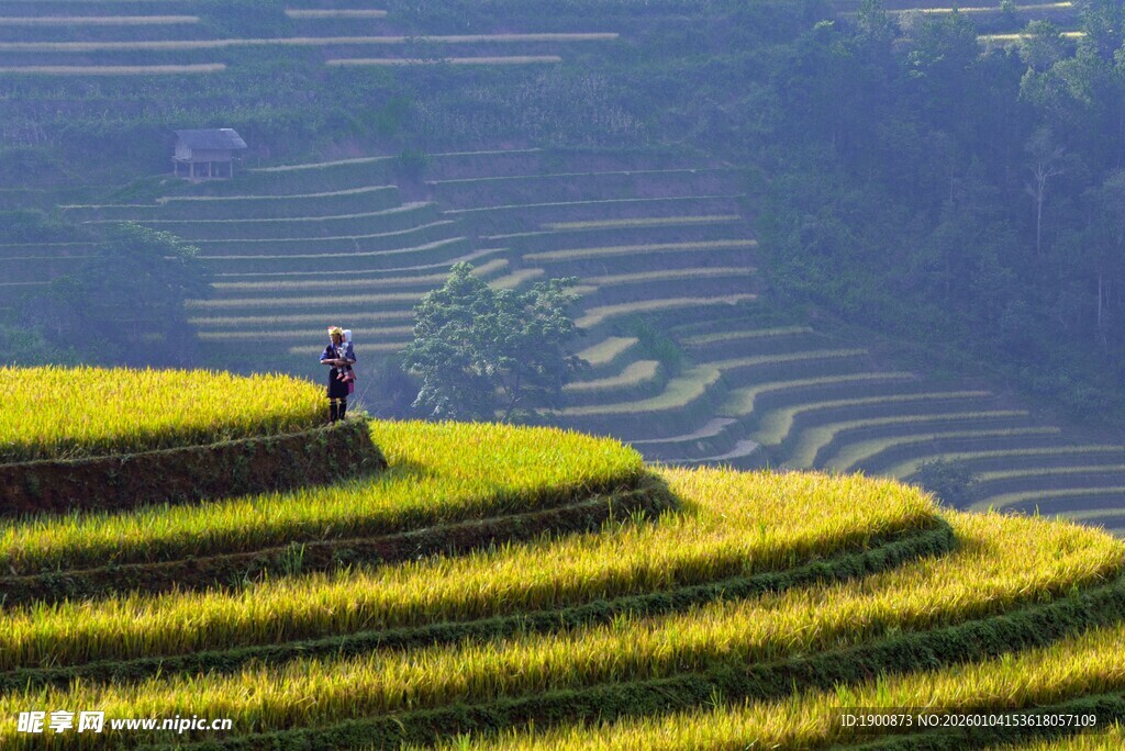 梯田上独行者的美丽景致