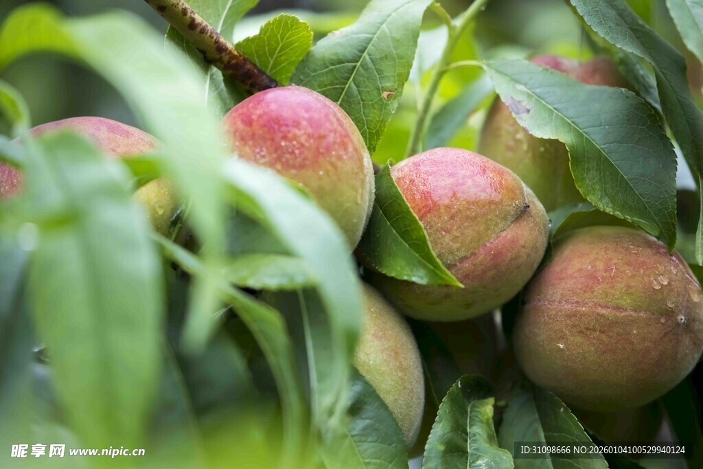 枝头鲜嫩桃子挂满绿叶间