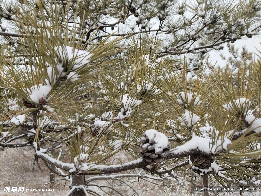 松枝覆雪