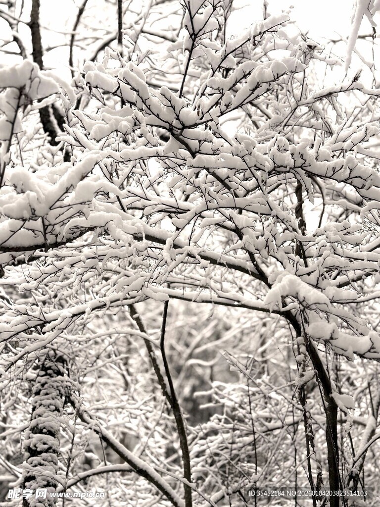 雪覆树枝