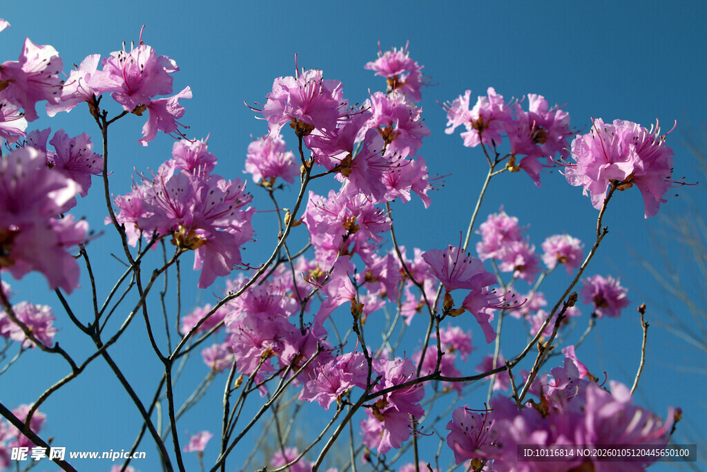 紫花