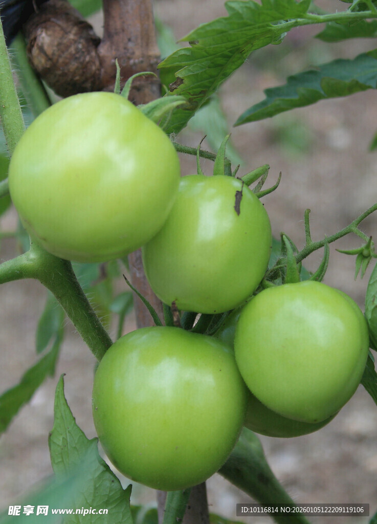 番茄