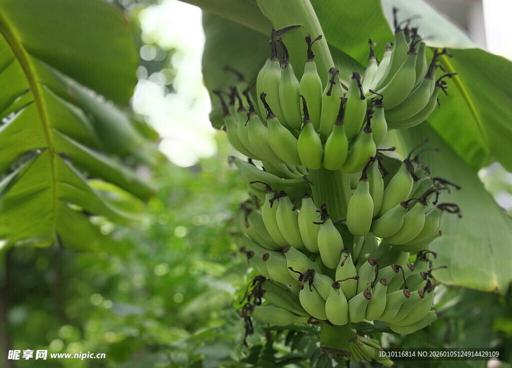 香蕉