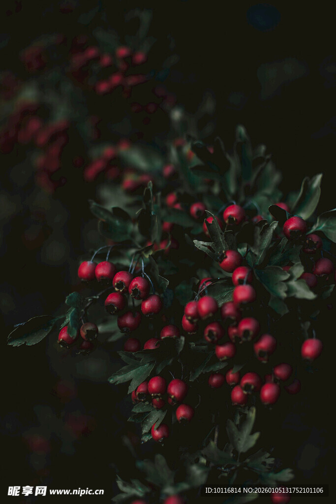 红果
