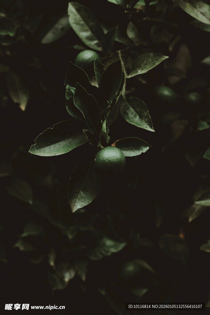 青柠