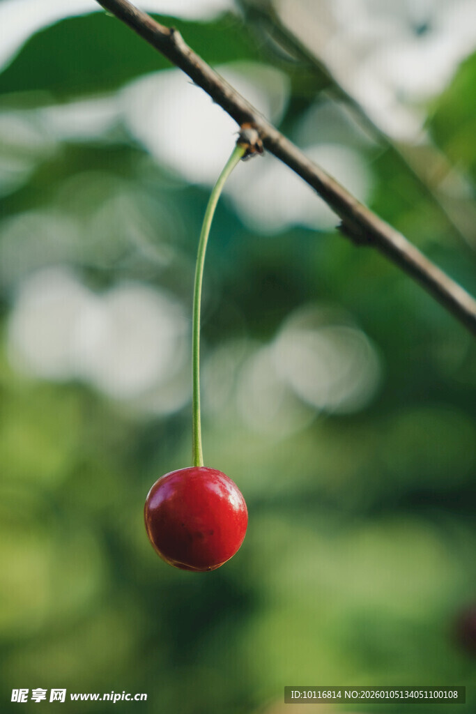 红樱桃
