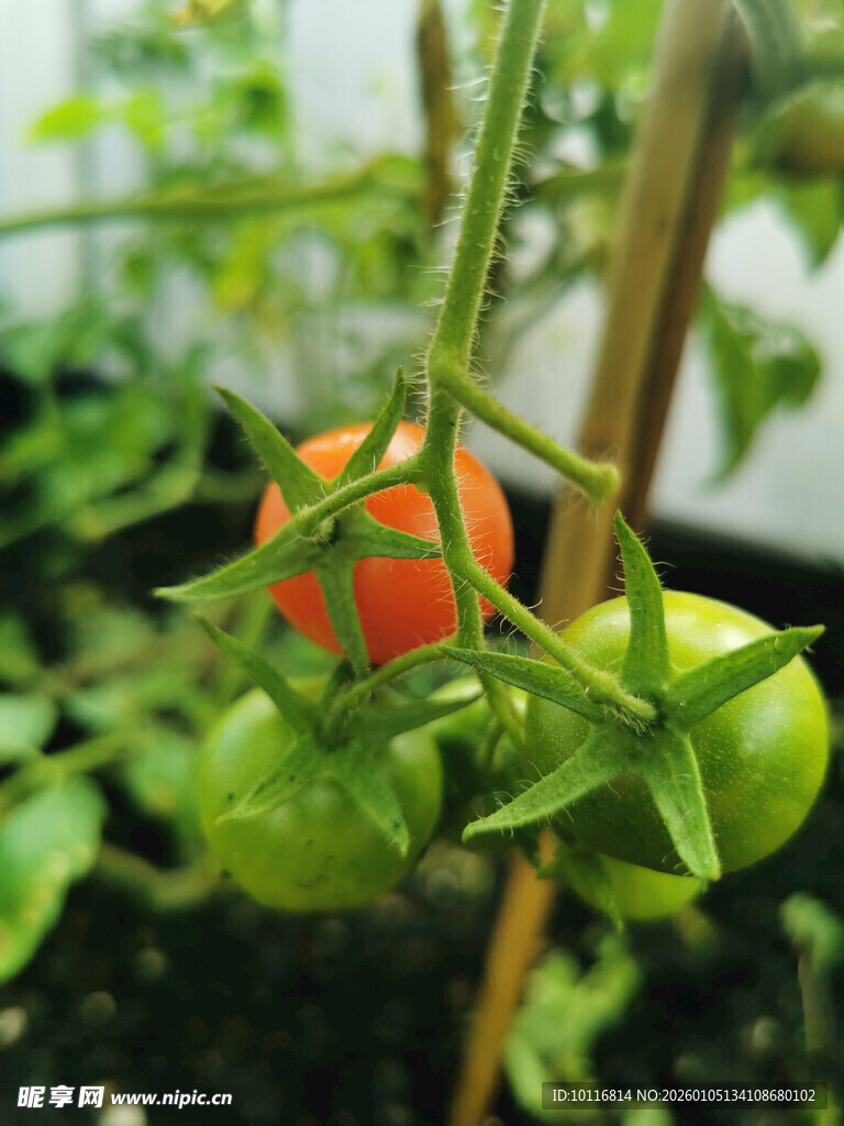 红番茄