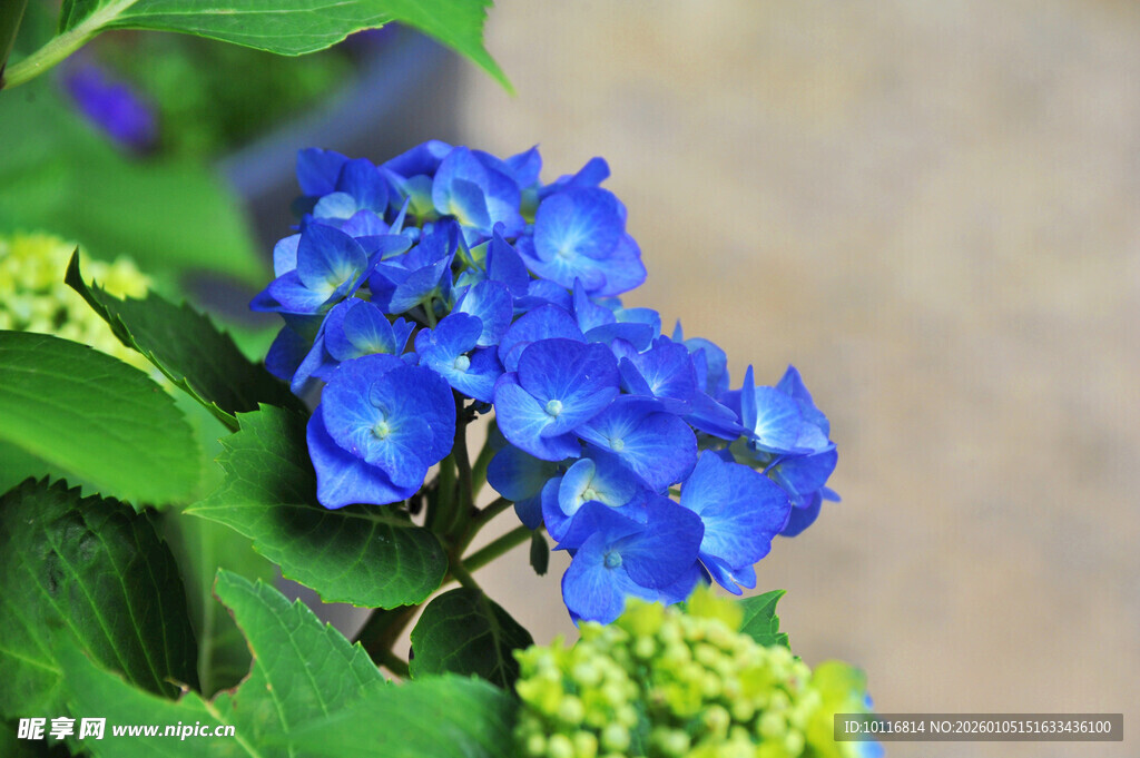 蓝色绣球花