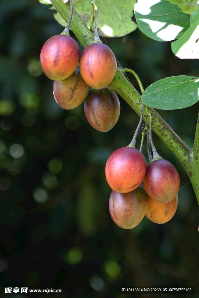多彩果实