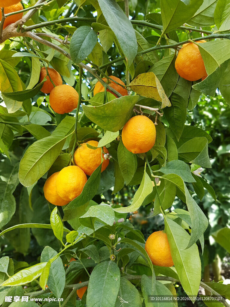 橘子