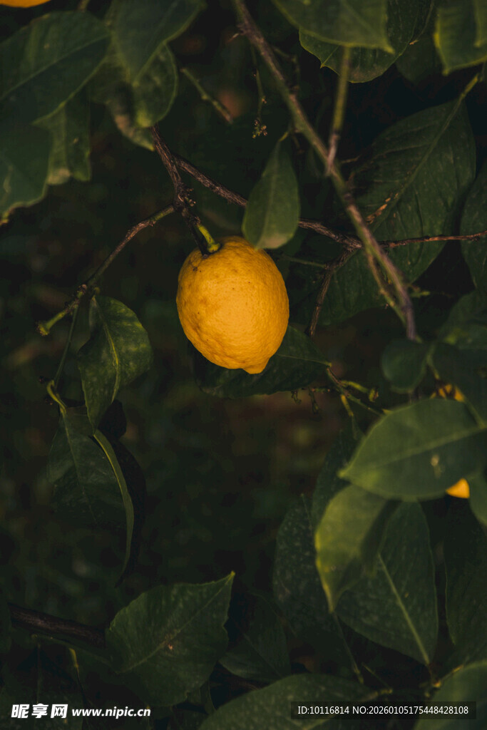 柠檬