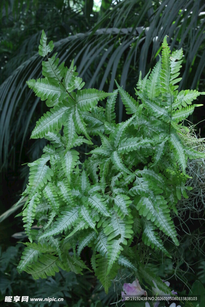观叶花草 
