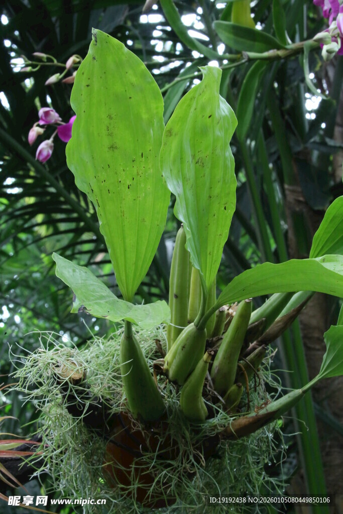 观叶花草  