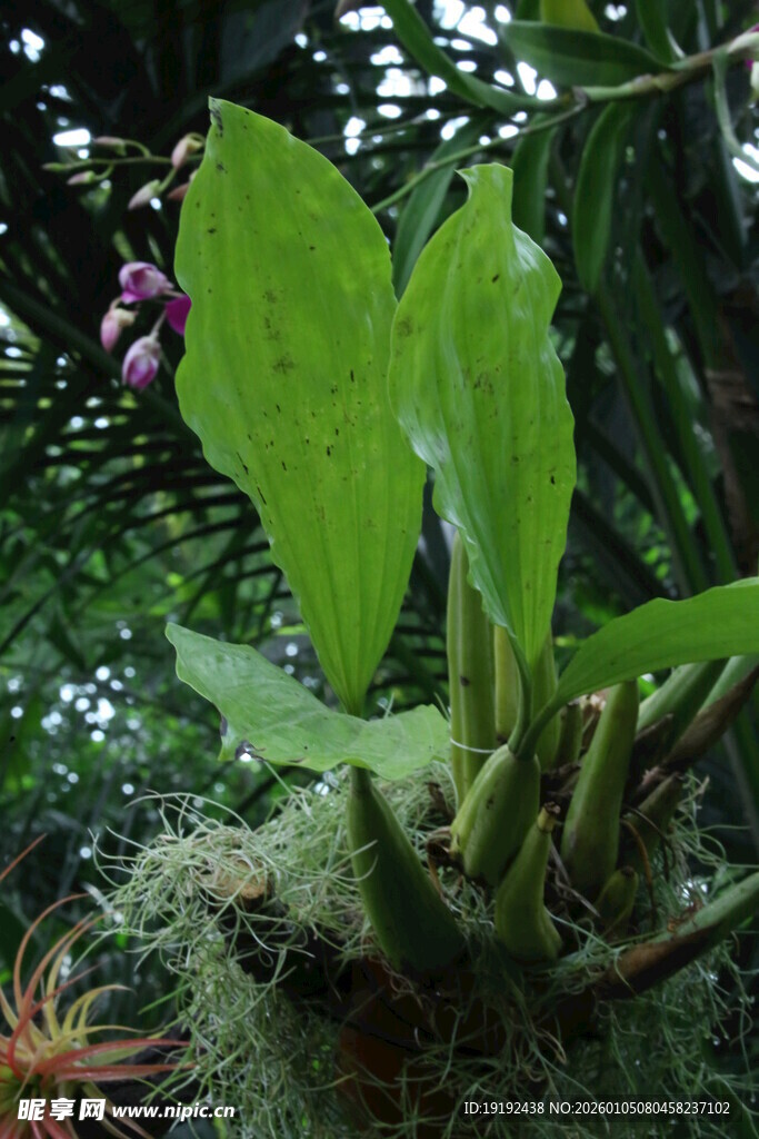 观叶花草  