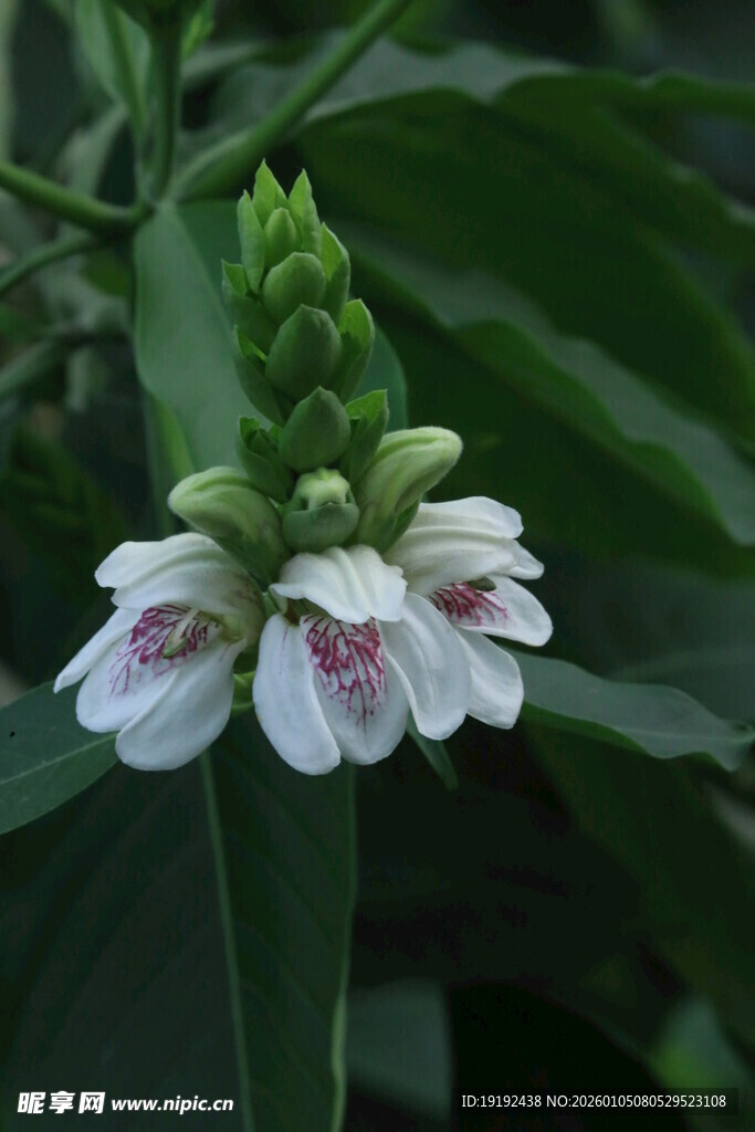 鸭嘴花  