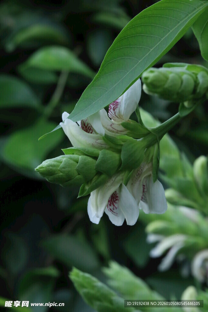 鸭嘴花  
