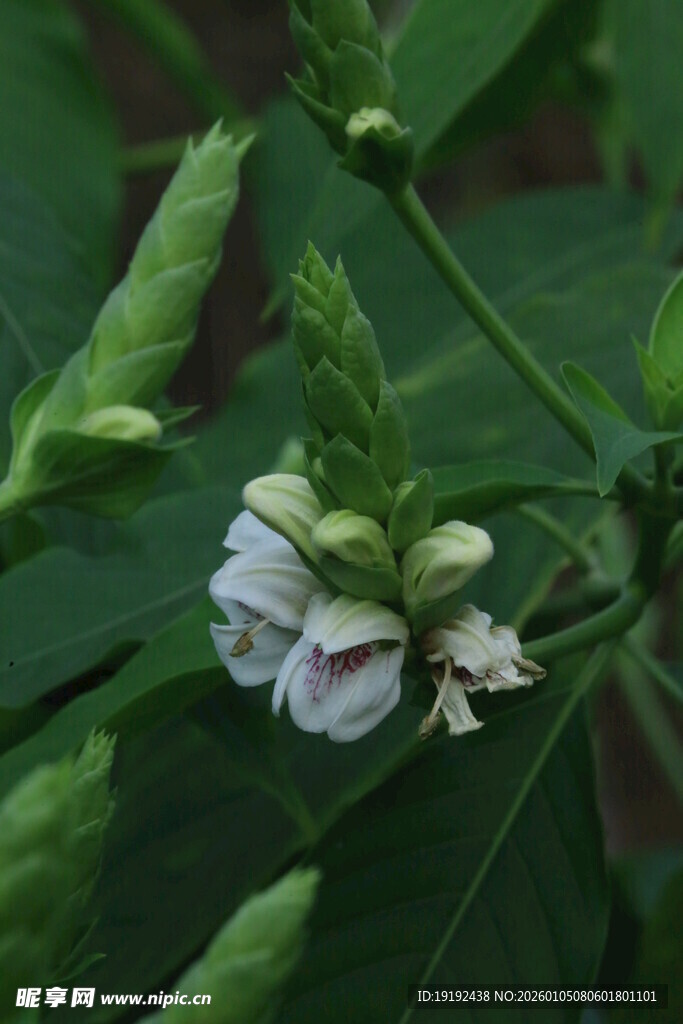 鸭嘴花  